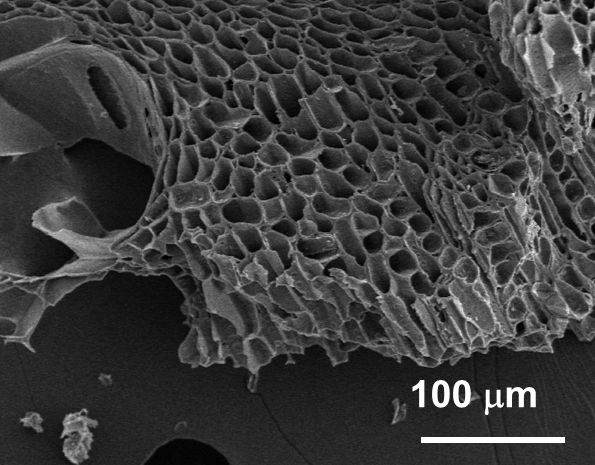Scanning electron micrograph of biochar's porous structure