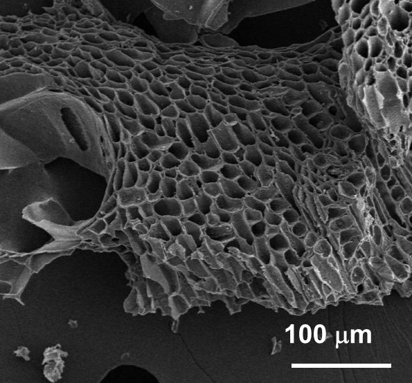 Micrograph of biochar structure