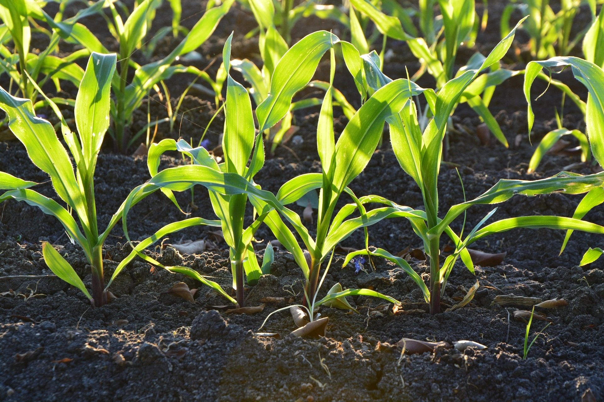 Young corn plants growing in fertile soil under sunlight