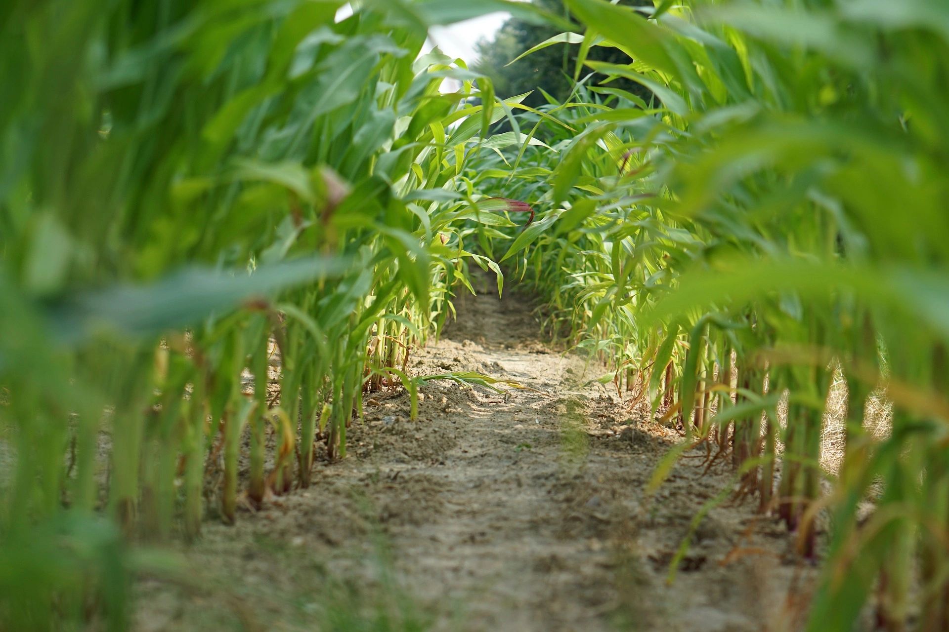 Close-up of young green plants growing in neat rows on a farm