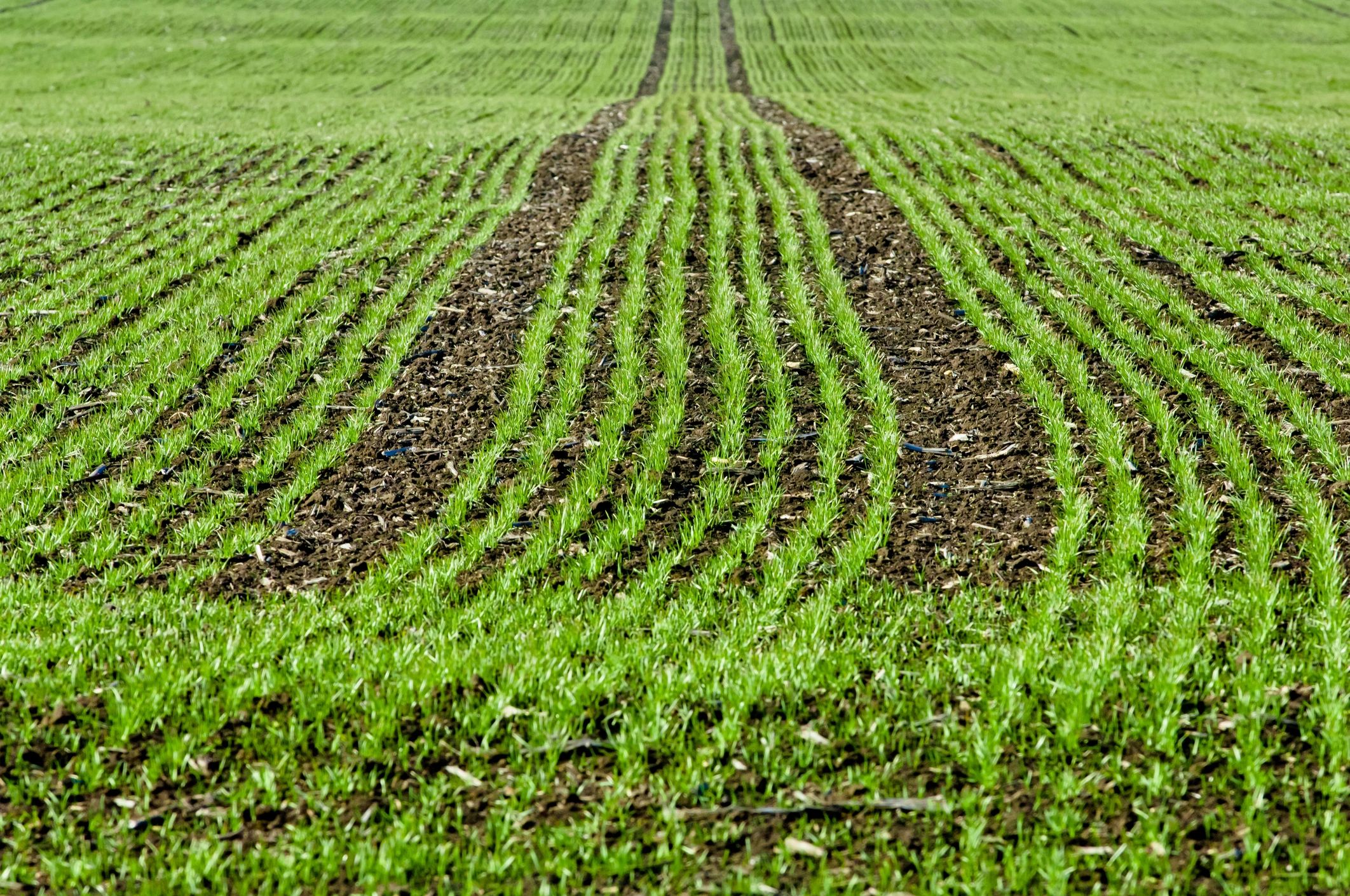 Aerial view of farmland showing field variability