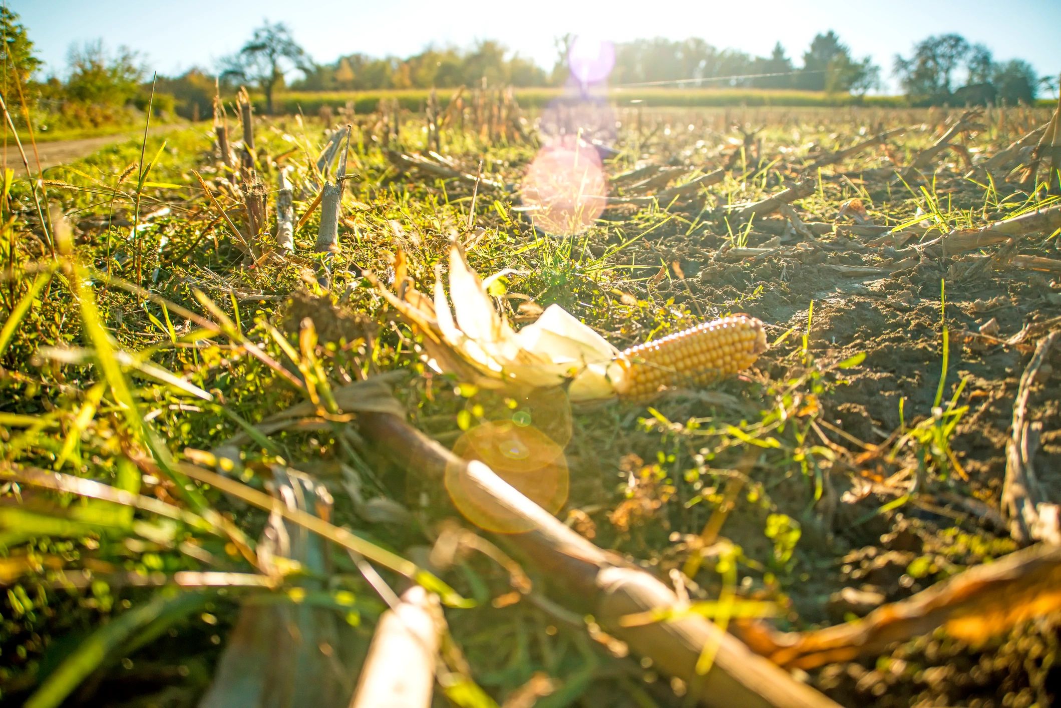 Corn crop at harvest