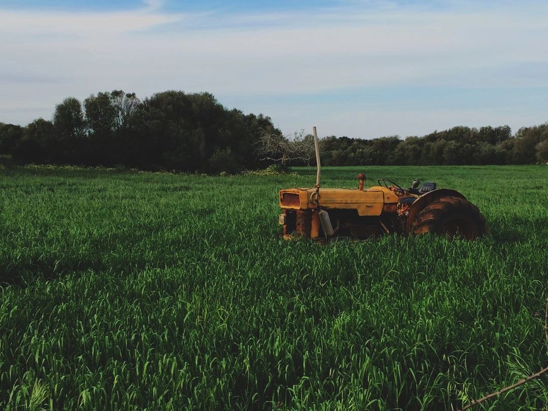 Corn crop being managed for yield and profitability